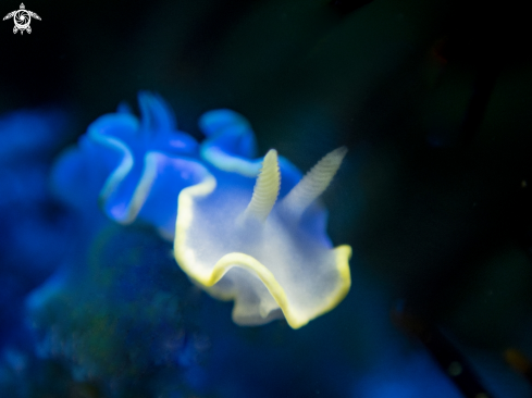A nudibrach