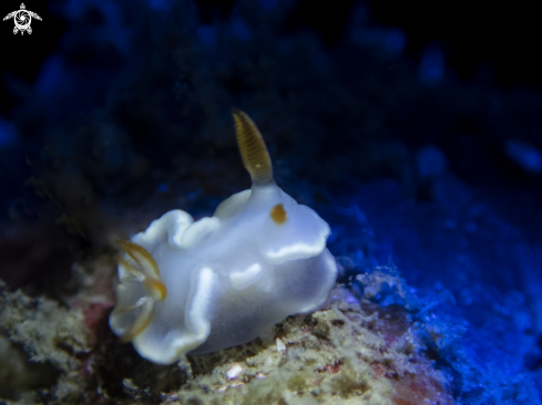 A nudibrach