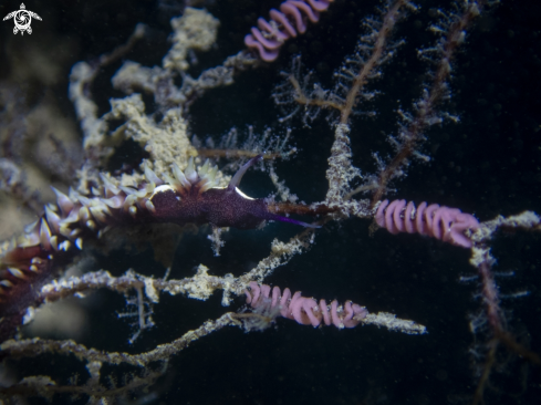 A nudibrach