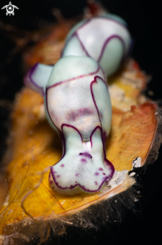 A Lamprohaminoea ovalis