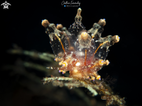 A Nudibranch