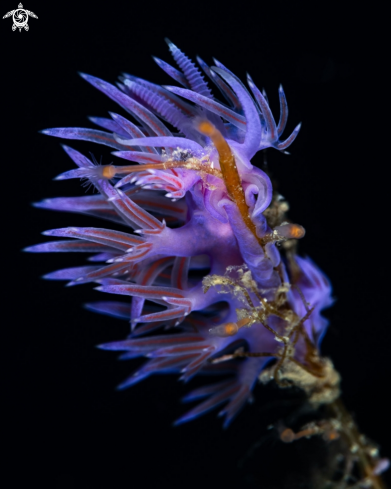 A Purple flabellina nudibranch