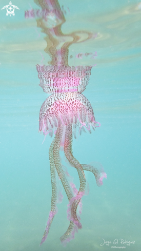 A Purple jellyfish 