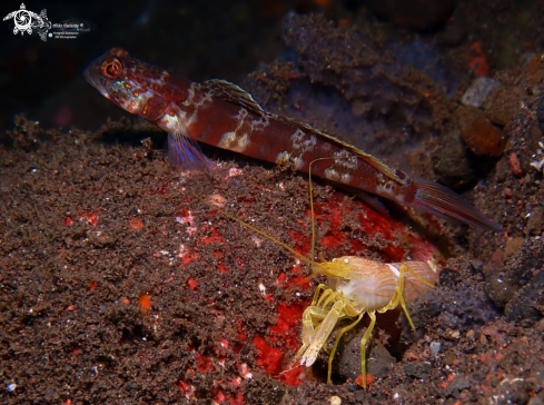 A Shrimp & Goby