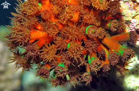 A soft corals