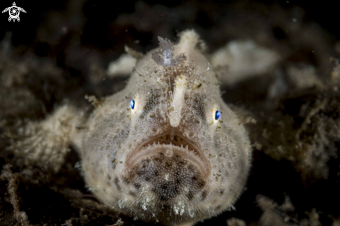 A Frogfish