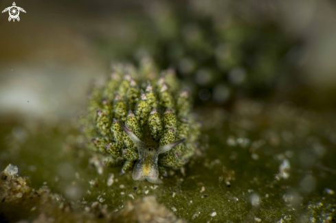 A Costasiella kuroshimae