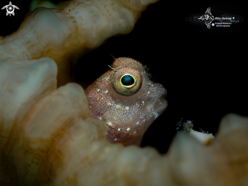 A Salarias segmentatus Bath & Randall, 1991 | Blenny 