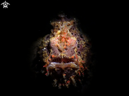 A Frogfish