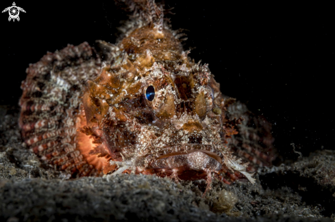 A Lionfish