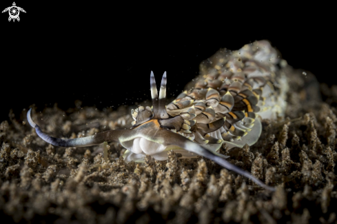 A Cerberilla affinis