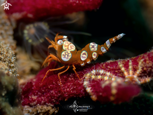 A Sexy Shrimp