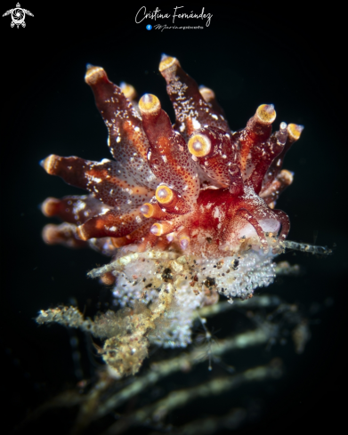 A Nudibranch
