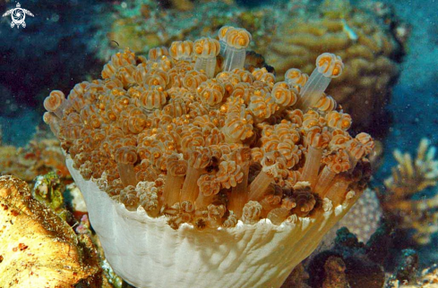 A soft corals