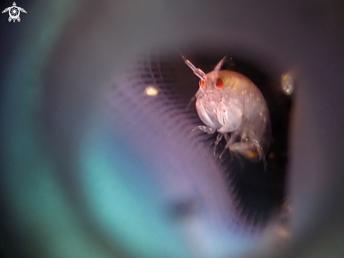 A Cyproideidae sp. inside blue tunicate