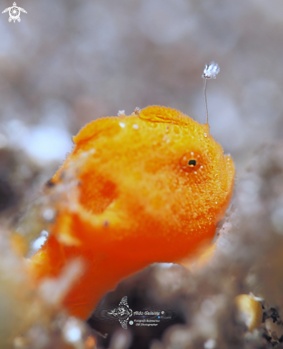 A Frogfish