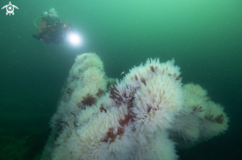 A Sea Squirts