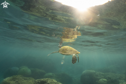 A green turtle