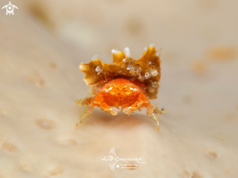 A Juvenil Crab