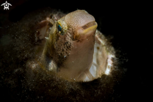 A Gnatholepis anjerensis