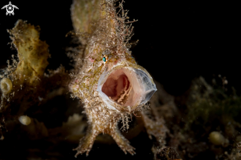 A Nudiantennarius subteres