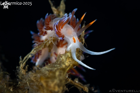 A Cratena peregrina nudibranch | Cratena nudibranch 