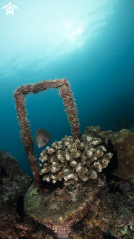 A coral
