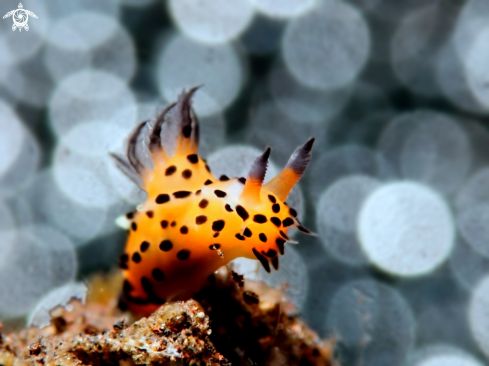 A Nudibranch