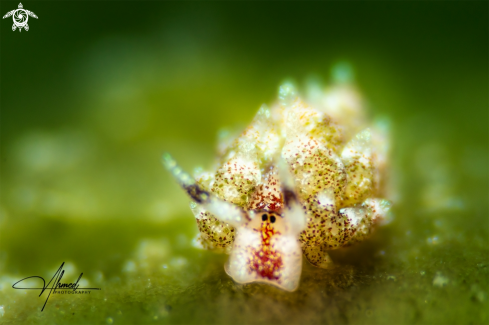 A Nudibranch