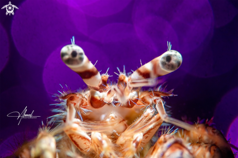 A Hermit Crab