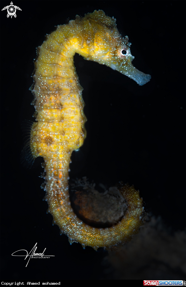 A Sea Horse A Sea Horse
