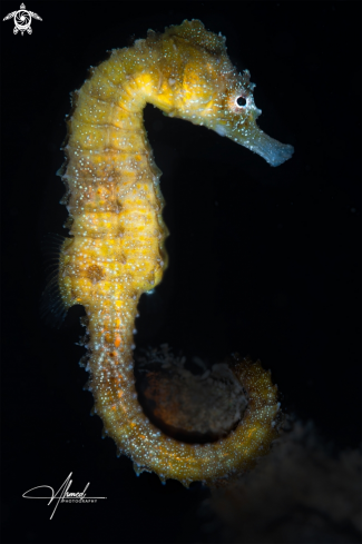 A Sea Horse