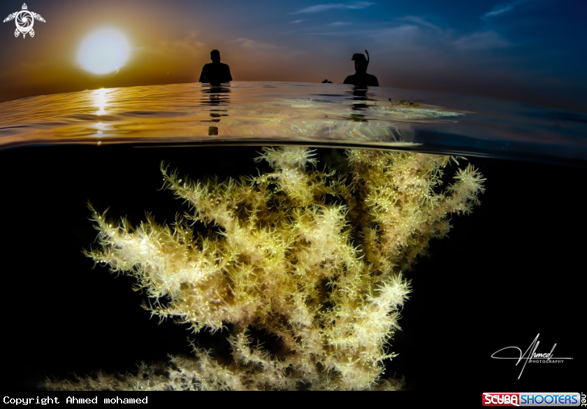 A Sargassum A Sargassum