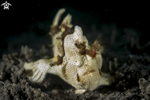 A Painted Frogfish