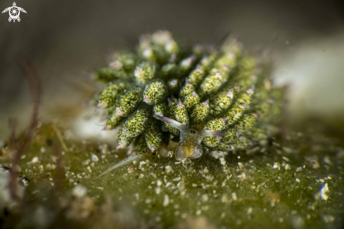 A Costasiella kuroshimae