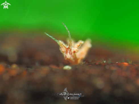 A Nudibranch