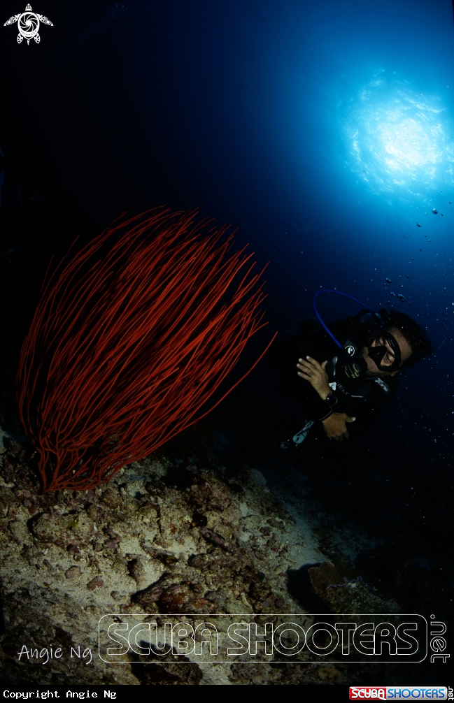 A Red gorgonians A Red gorgonians