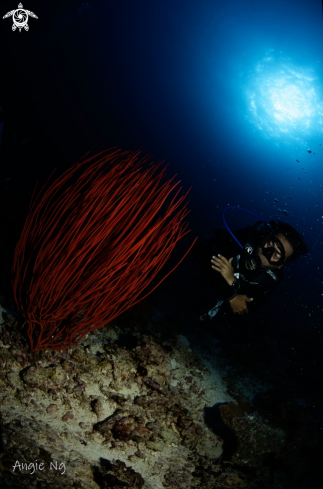 A Red gorgonians