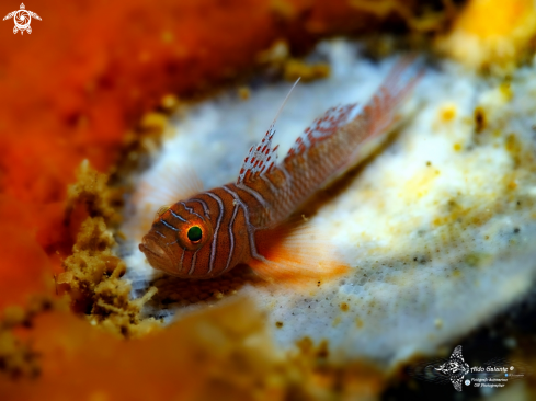 A Tiger Goby - Ribbon Reef Goby (14-19 mm / 0.55-0.74 Inch) 