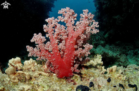 A soft corals