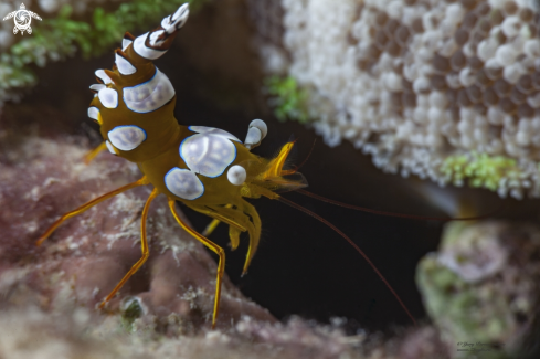 A Sexy shrimp