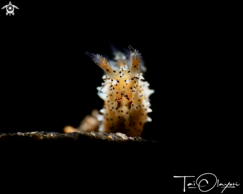 A Polycera abei