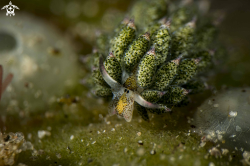 A Costasiella kuroshimae