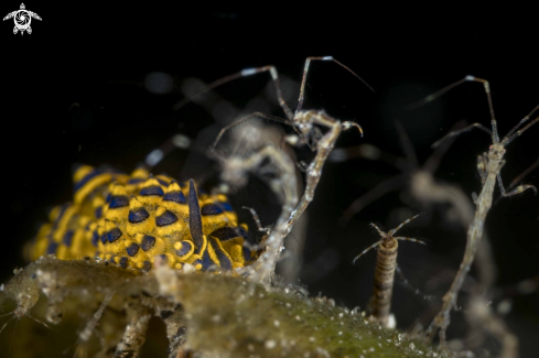 A Costasiella sp.