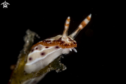 A Hypselodoris decorata