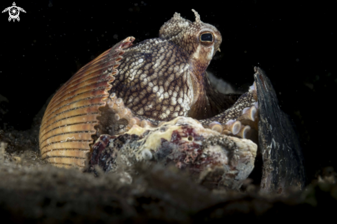 A Coconut Octopus