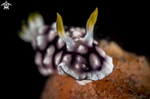 A Goniobranchus geometricus