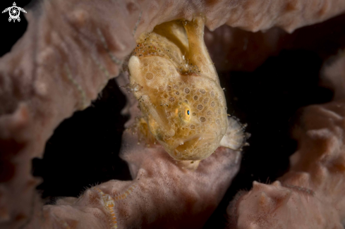 A Painted Frogfish