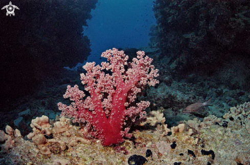 A soft corals