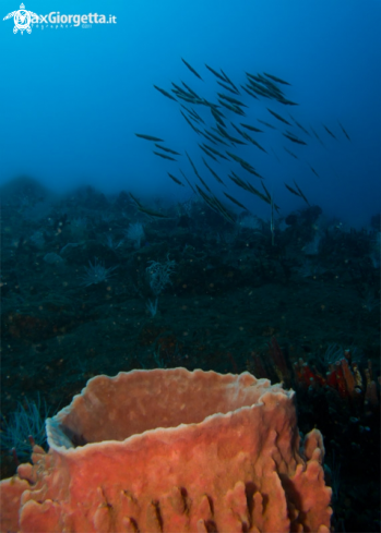 A Razor fish